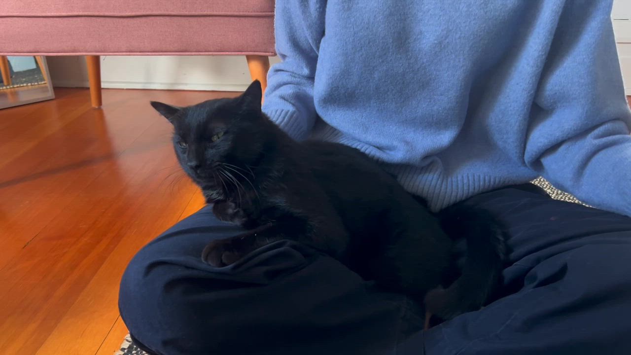 Enlarge Paulie Jr., a ADOPTABLE Domestic Short Hair in Seattle, WA video 6/6