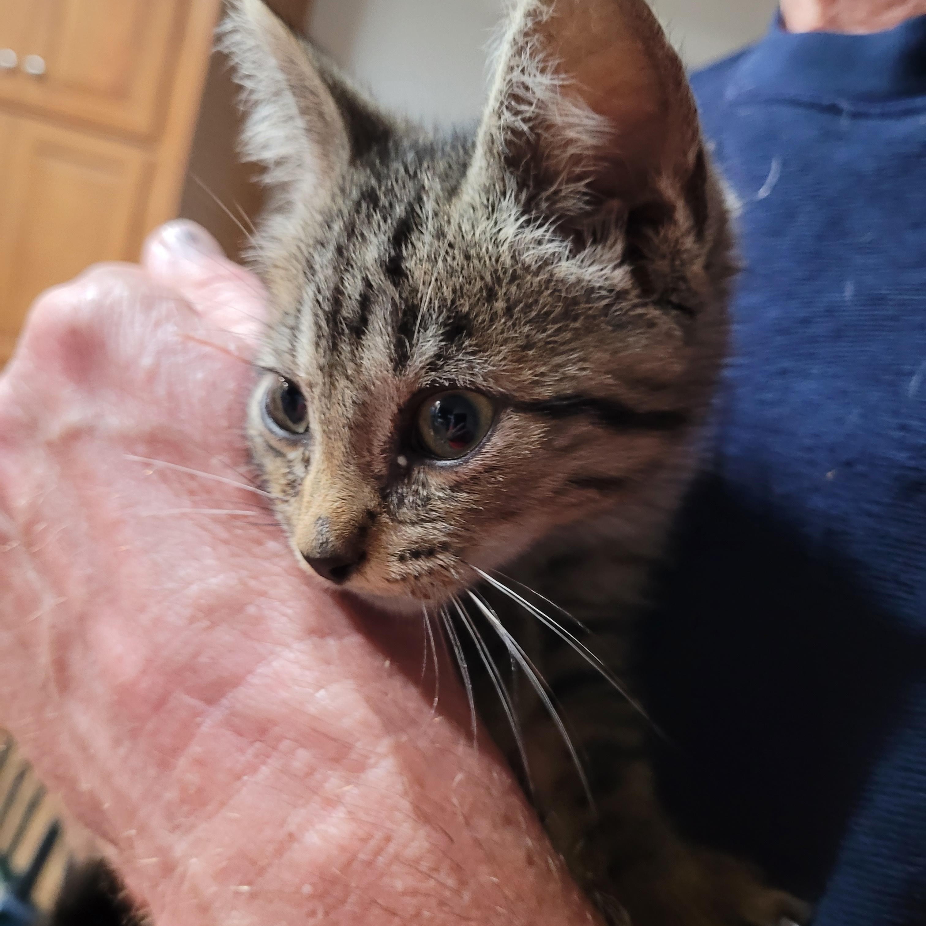 Woody, Adopted, Kitten Male Domestic Short Hair.