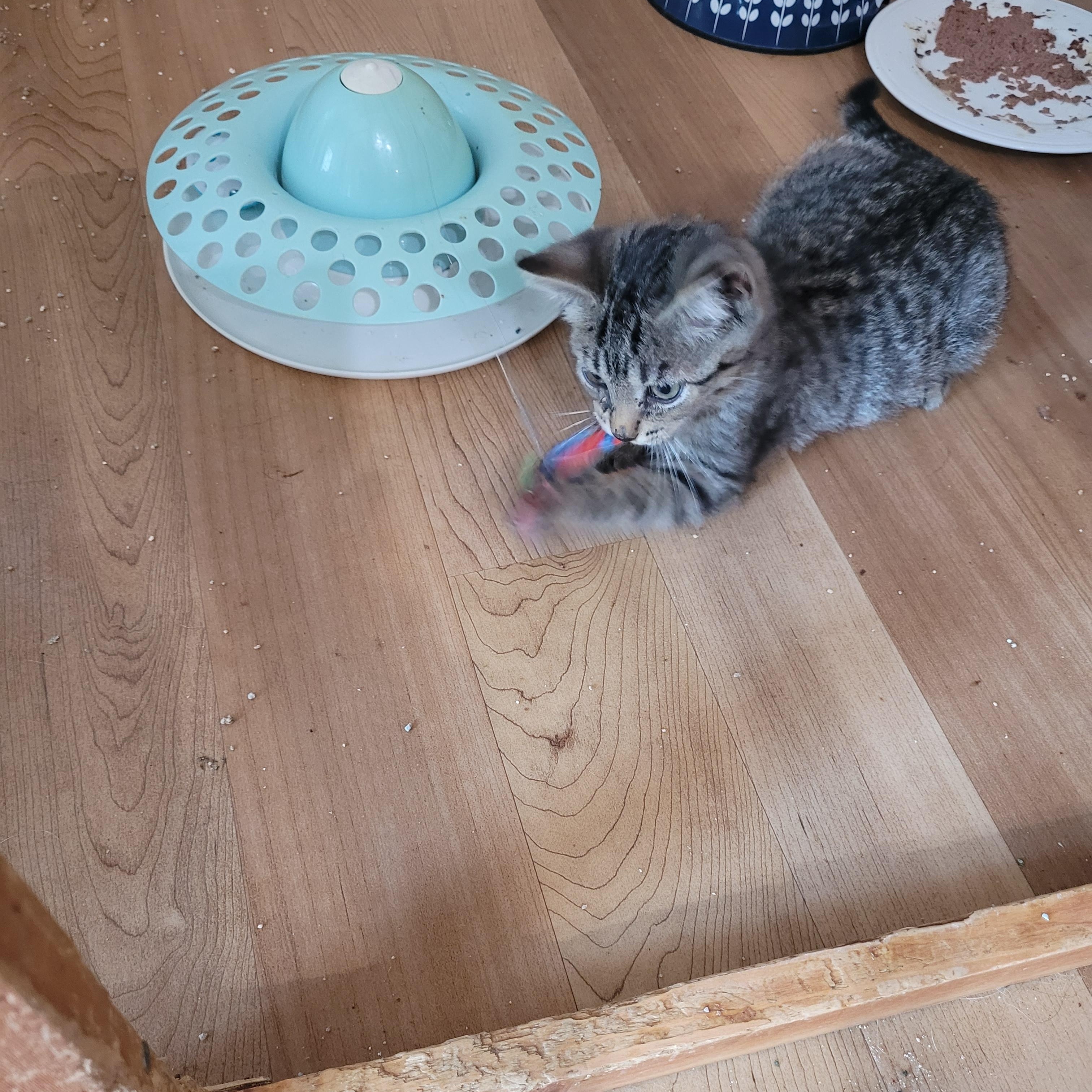 Enlarge Woody, a Adopted Domestic Short Hair in St. Clair, MO image 2/3