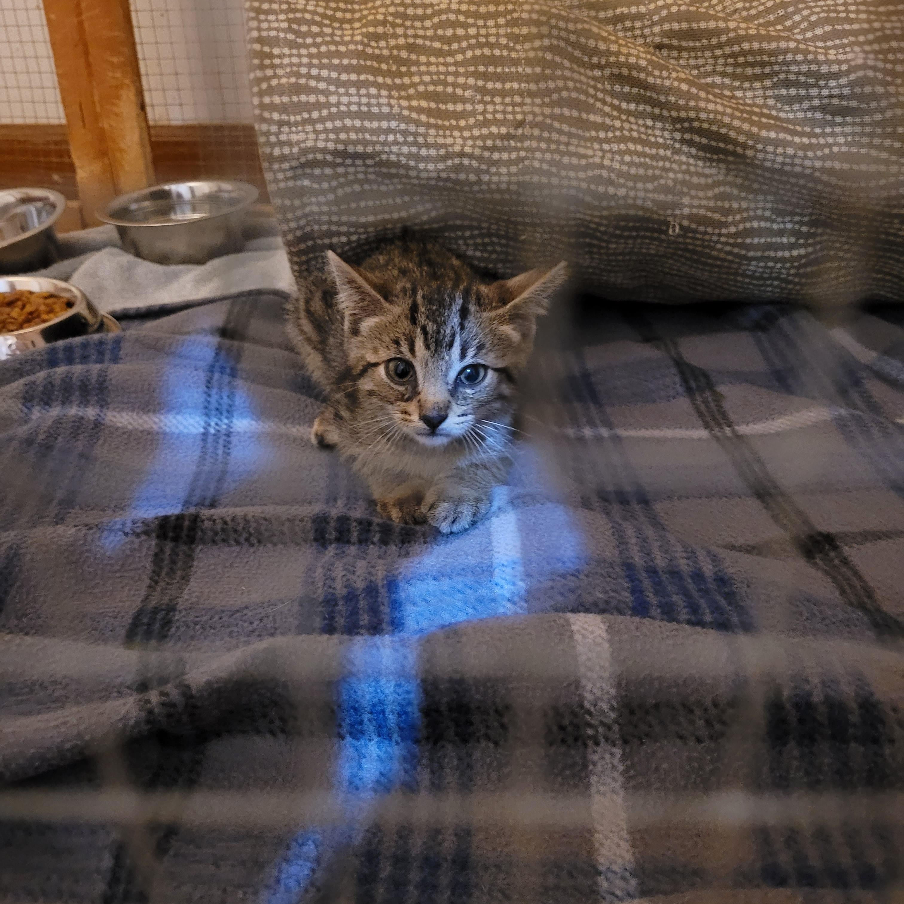 Enlarge Woody, a Adopted Domestic Short Hair in St. Clair, MO image 3/3