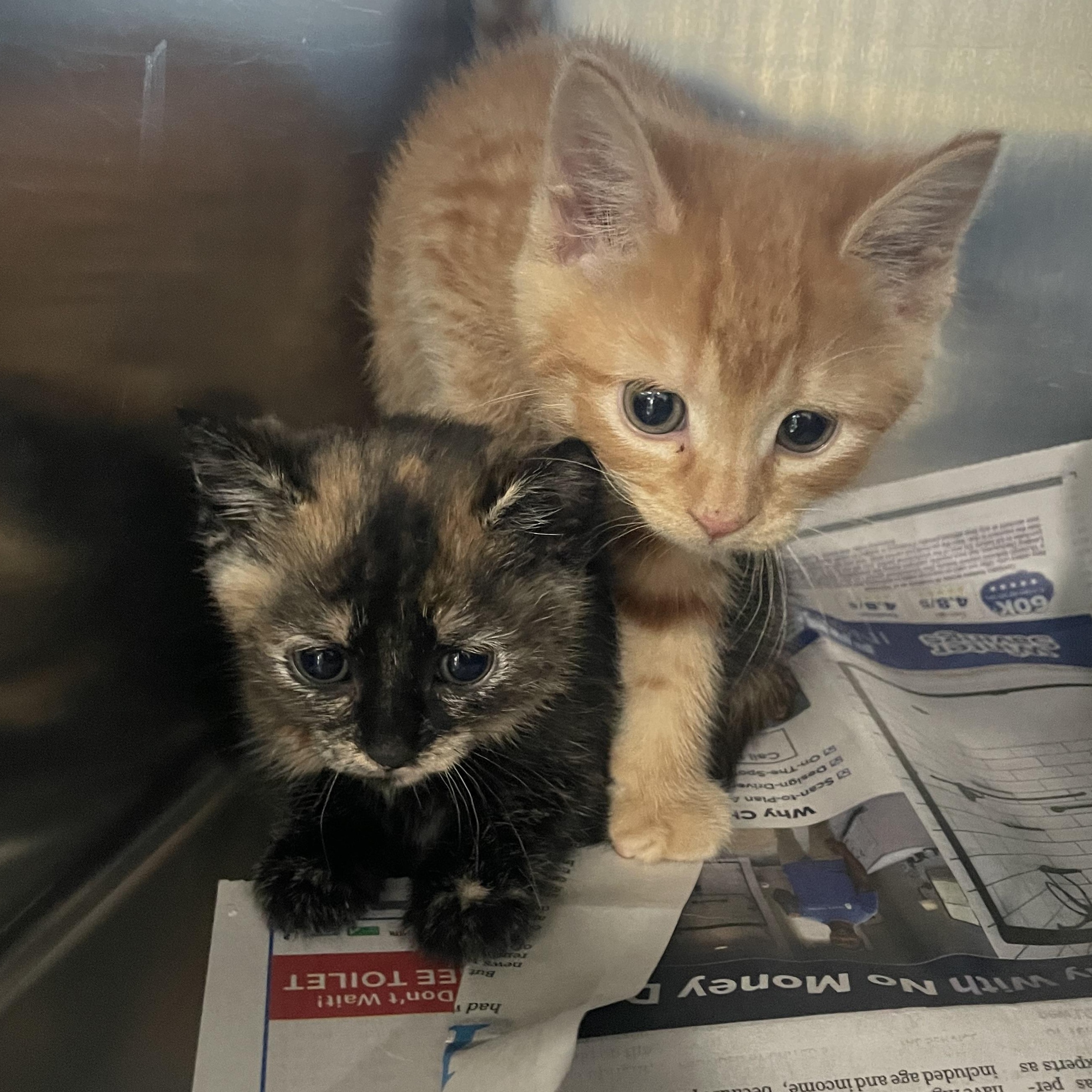 Enlarge Frannie, a ADOPTABLE Domestic Short Hair in Greenback, TN image 2/2