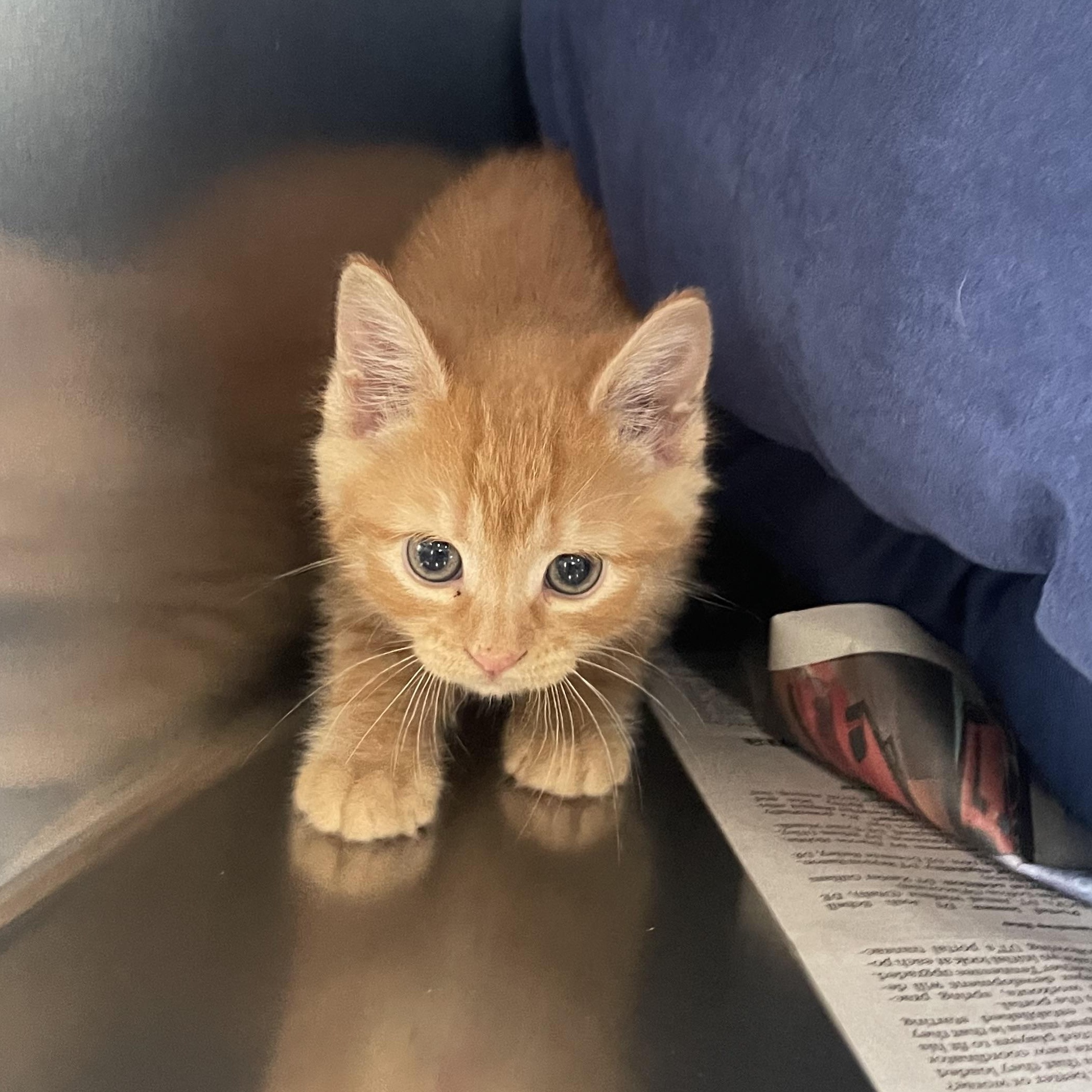 Enlarge Frannie, a ADOPTABLE Domestic Short Hair in Greenback, TN image 1/2