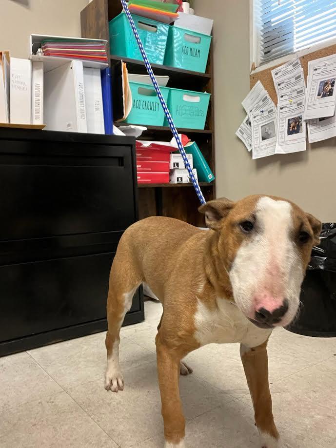 Enlarge Betty, an adopted Bull Terrier in Oakdale, CA image 1/1