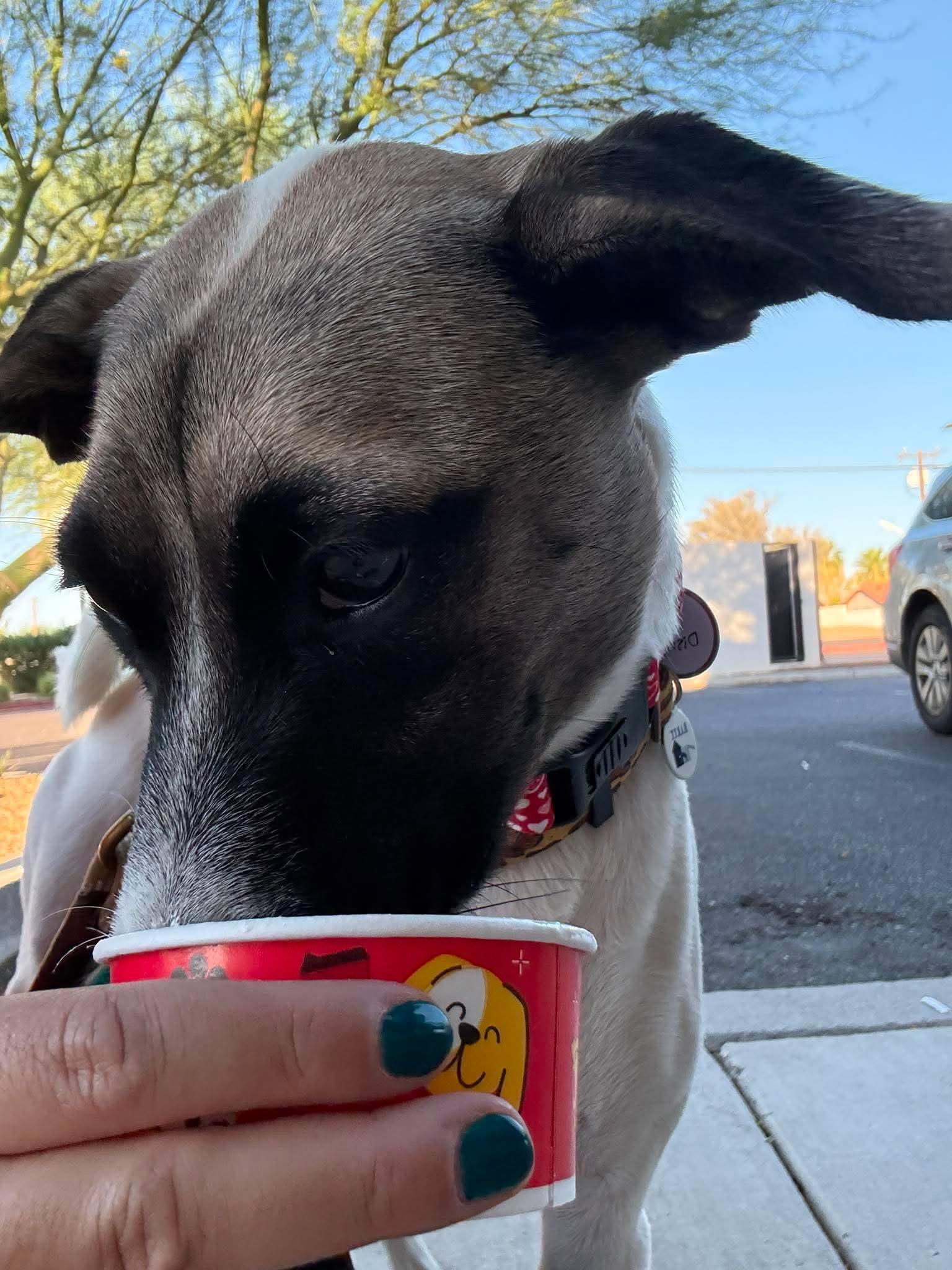 Enlarge Disney, a ADOPTABLE mixed breed in Marana, AZ image 2/6