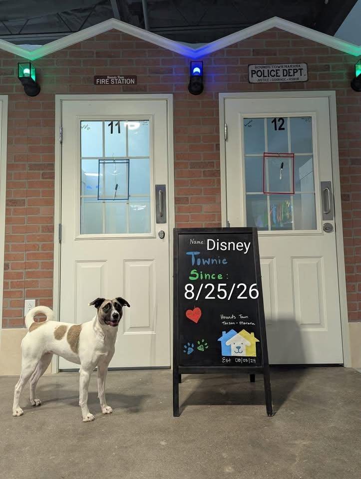 Enlarge Disney, a ADOPTABLE mixed breed in Marana, AZ image 1/6