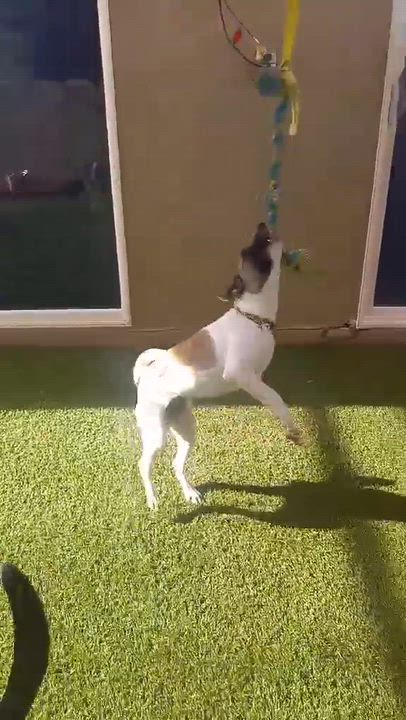 Enlarge Disney, a ADOPTABLE mixed breed in Marana, AZ video 5/6