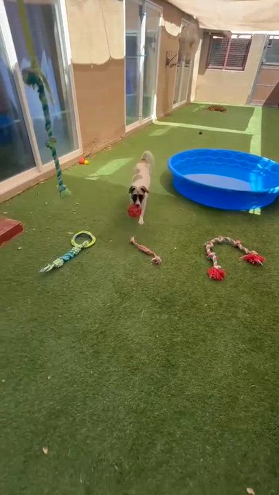 Enlarge Disney, a ADOPTABLE mixed breed in Marana, AZ video 6/6