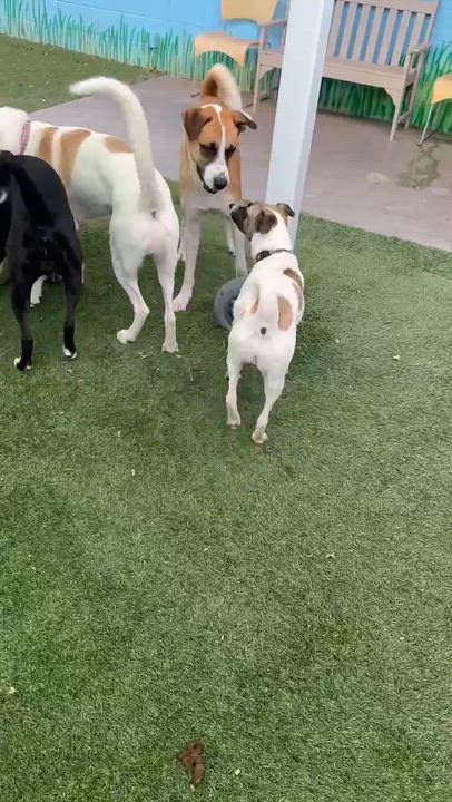 Enlarge Disney, a ADOPTABLE mixed breed in Marana, AZ video 4/6