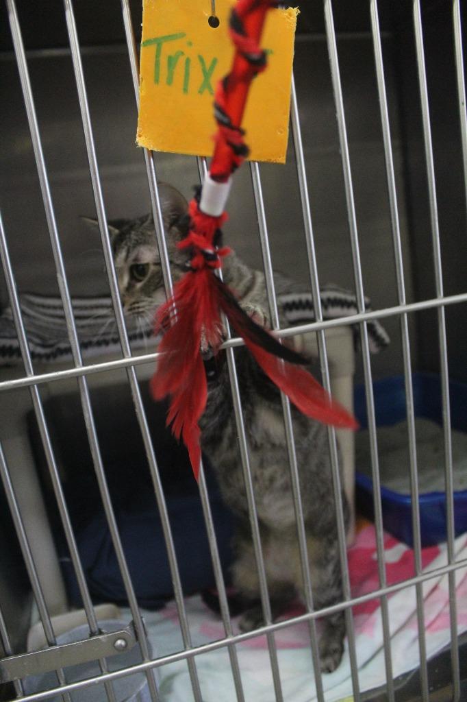 Enlarge Trix, a Adoptable mixed breed in Syracuse, IN image 1/3