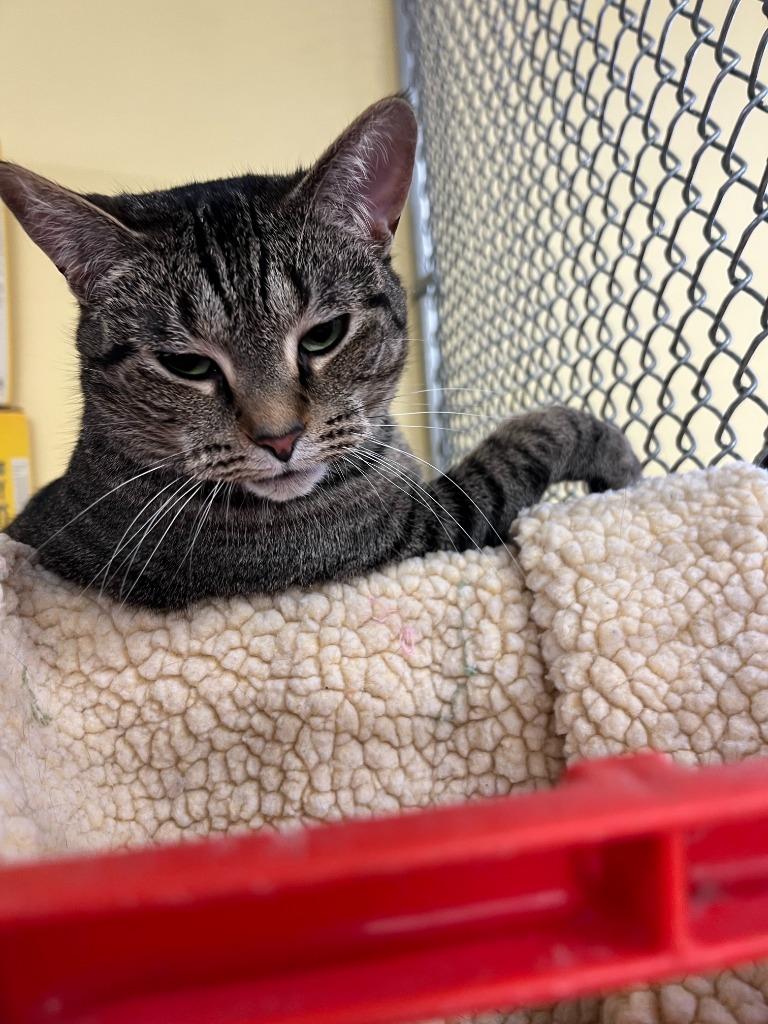 Enlarge Trix, a Adoptable mixed breed in Syracuse, IN image 2/3