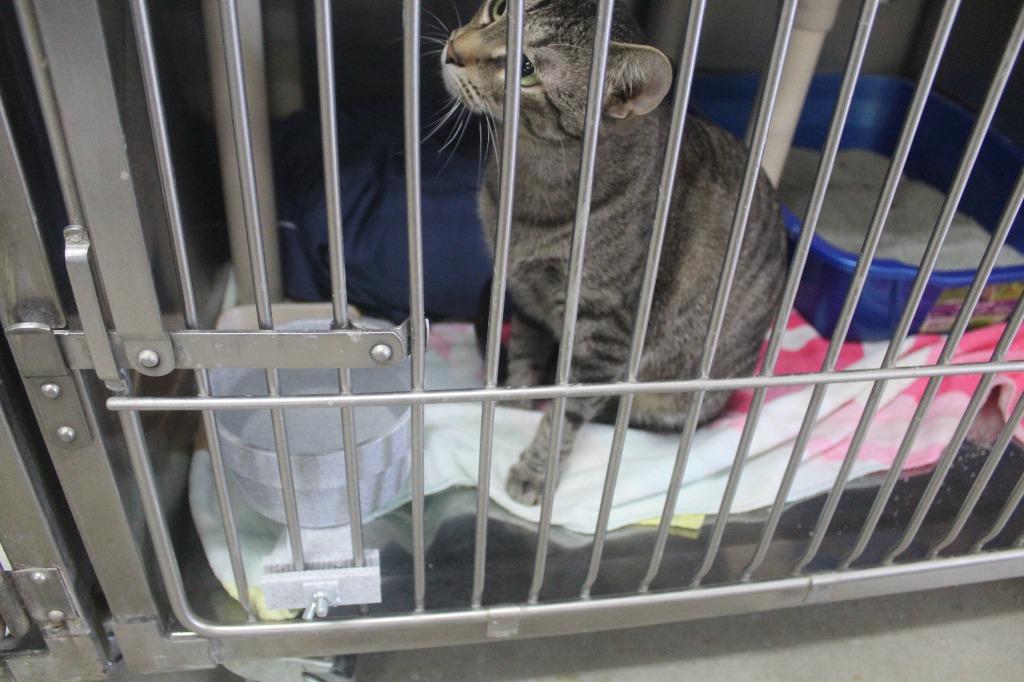 Enlarge Trix, a Adoptable mixed breed in Syracuse, IN image 3/3