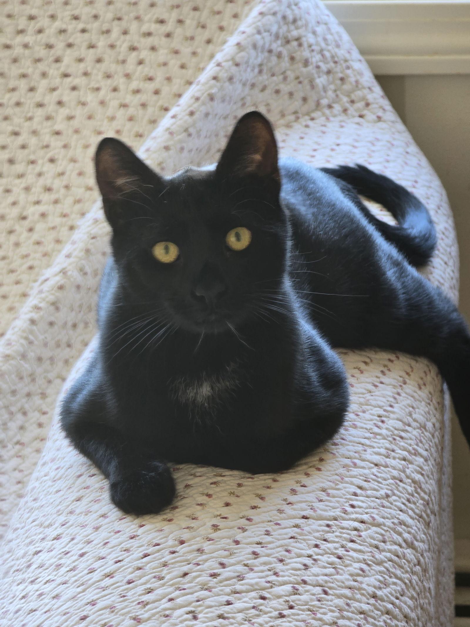 Coal, Adoptable, Young Male Domestic Short Hair.