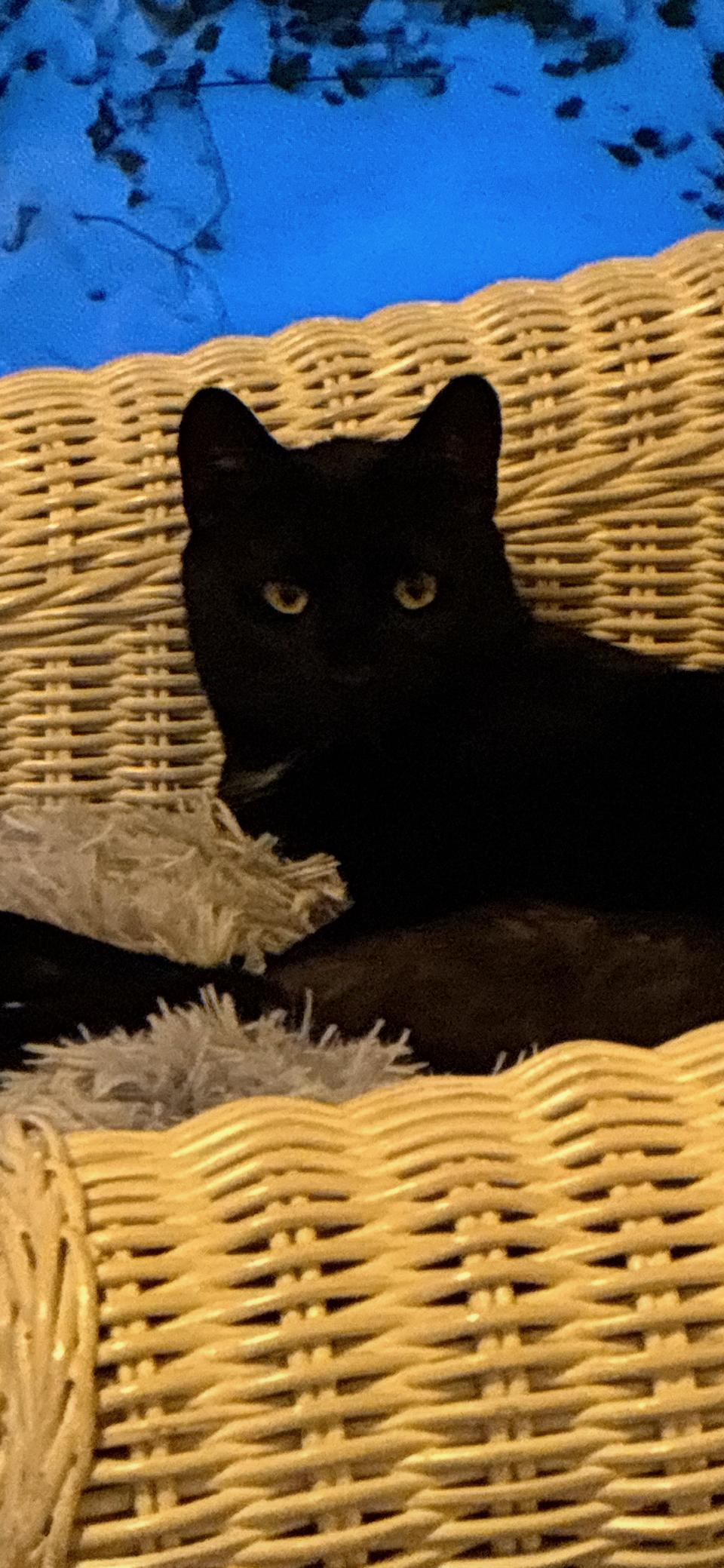 Coal, Adoptable, Young Male Domestic Short Hair.