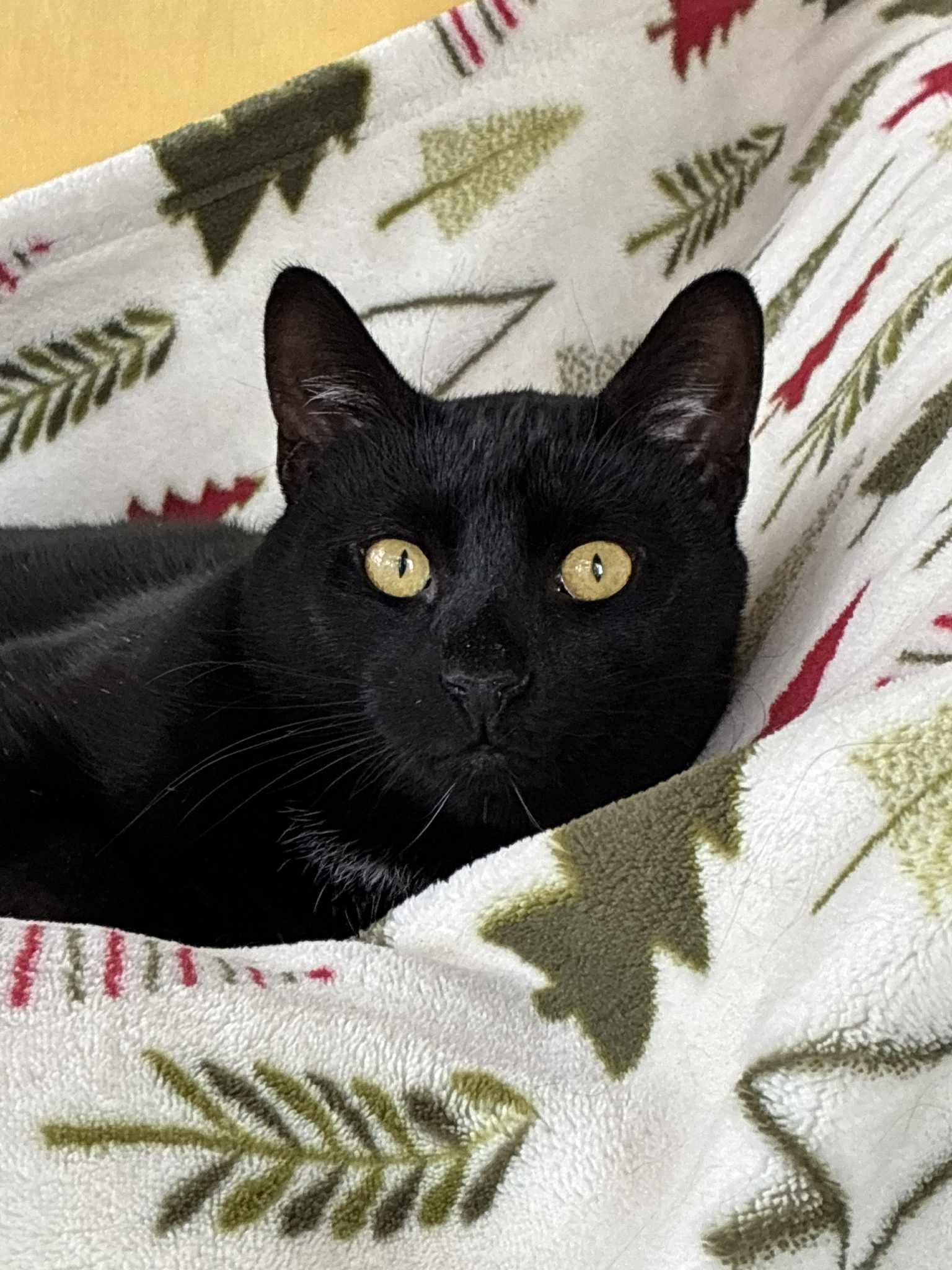 Enlarge Coal, a Adoptable Domestic Short Hair in Naugatuck, CT image 2/3
