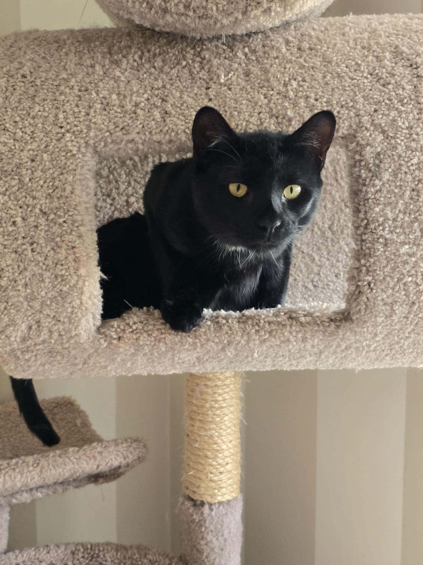 Enlarge Coal, a Adoptable Domestic Short Hair in Naugatuck, CT image 2/2