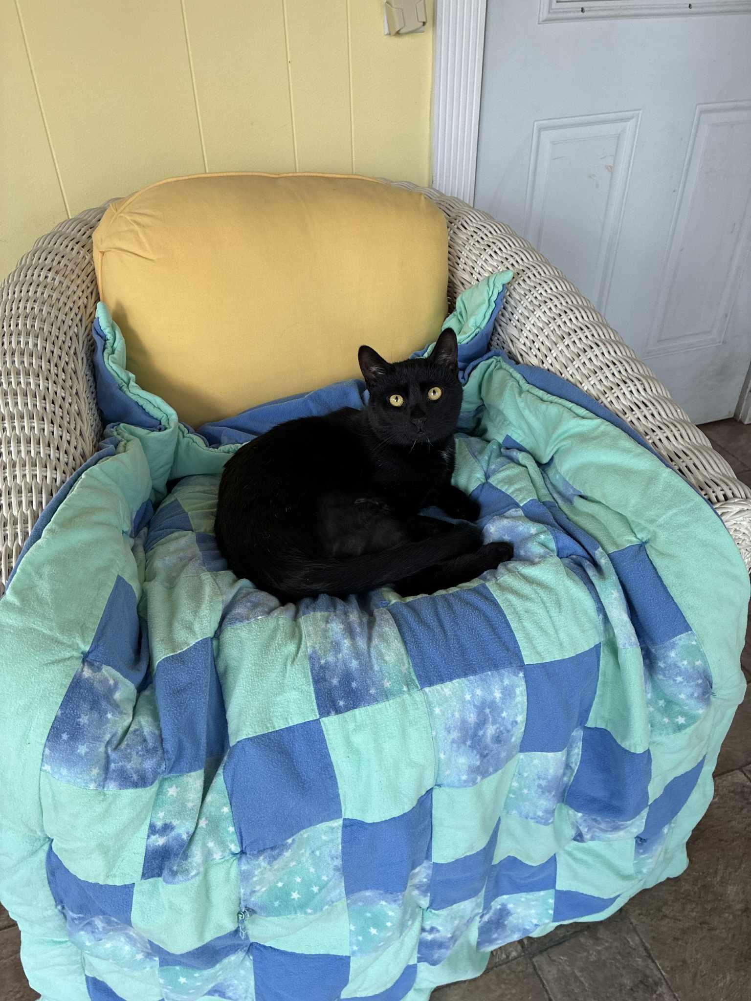 Enlarge Coal, a Adoptable Domestic Short Hair in Naugatuck, CT image 3/3