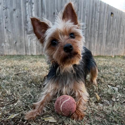Enlarge Frankie, a Adoptable Yorkshire Terrier in Oklahoma City, OK image 1/6