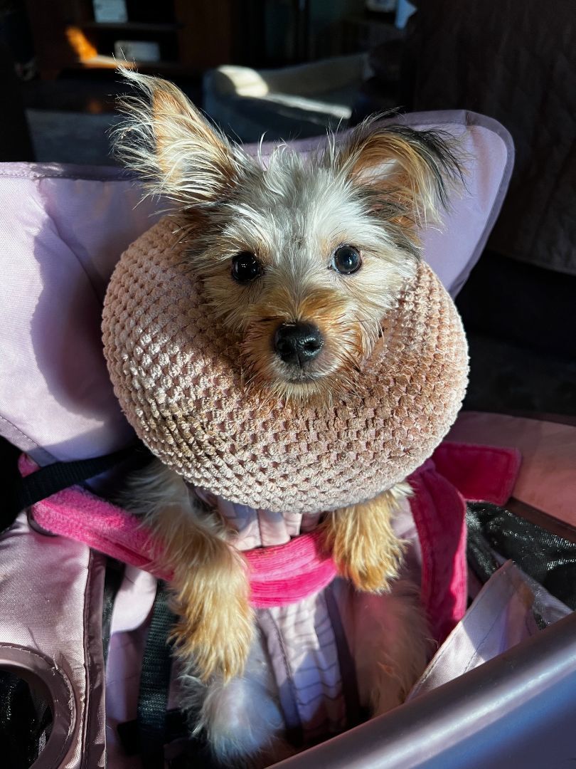 Enlarge Frankie, a Adoptable Yorkshire Terrier in Oklahoma City, OK image 6/6