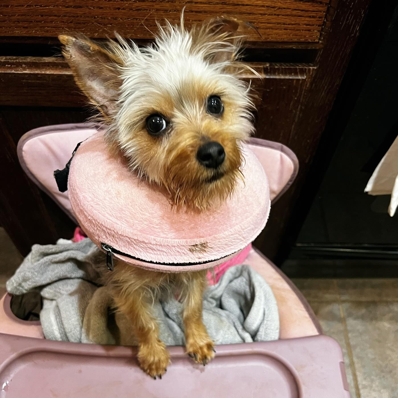 Enlarge Frankie, a Adoptable Yorkshire Terrier in Oklahoma City, OK image 3/6