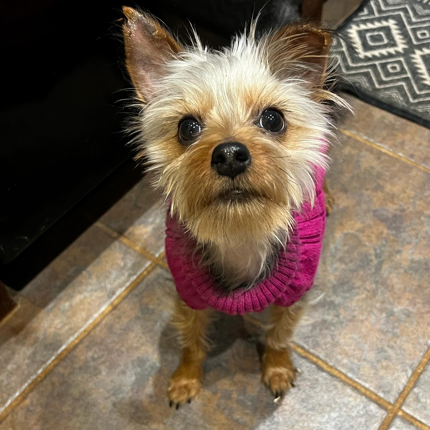 Enlarge Frankie, a Adoptable Yorkshire Terrier in Oklahoma City, OK image 4/6