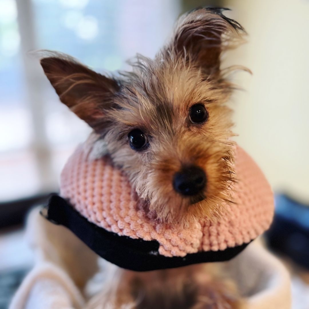 Enlarge Frankie, a Adoptable Yorkshire Terrier in Oklahoma City, OK image 5/6