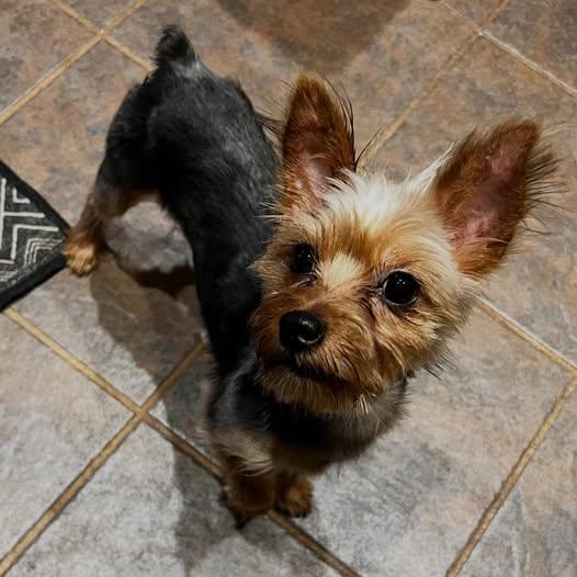 Enlarge Frankie, a Adoptable Yorkshire Terrier in Oklahoma City, OK image 2/6