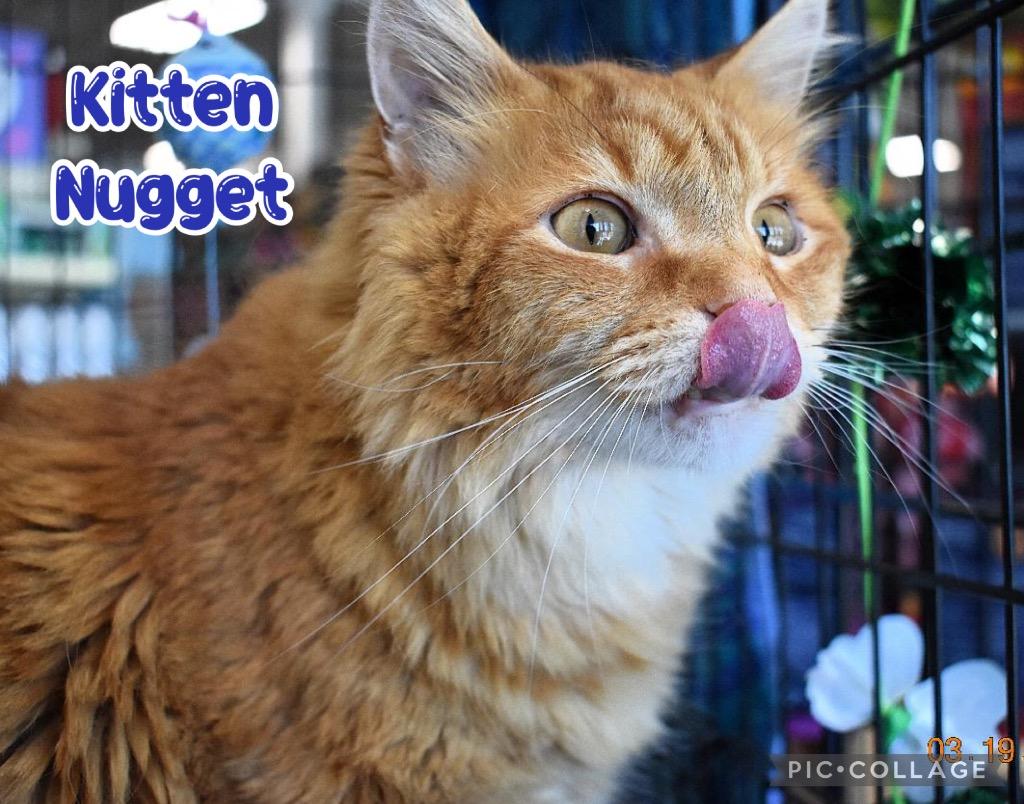 Enlarge Kitten Nugget, a Adoptable mixed breed in Fort Oglethorpe, GA image 1/6