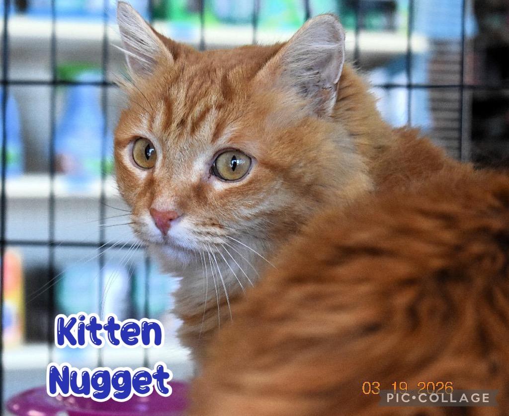 Enlarge Kitten Nugget, a Adoptable mixed breed in Fort Oglethorpe, GA image 2/6