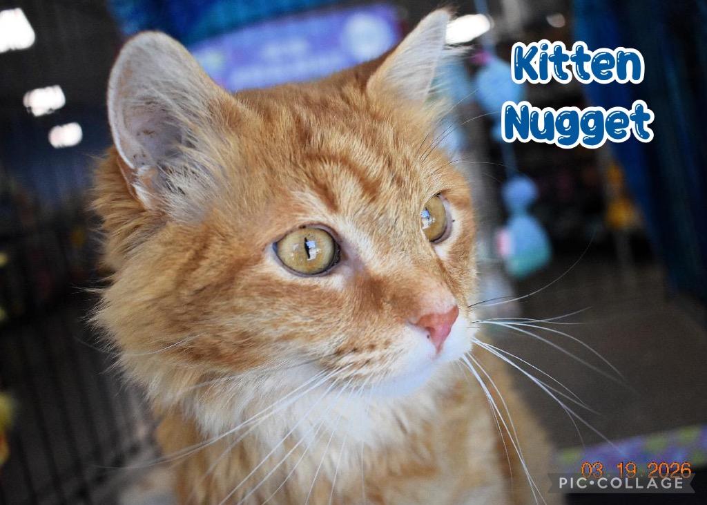 Enlarge Kitten Nugget, a Adoptable mixed breed in Fort Oglethorpe, GA image 3/6