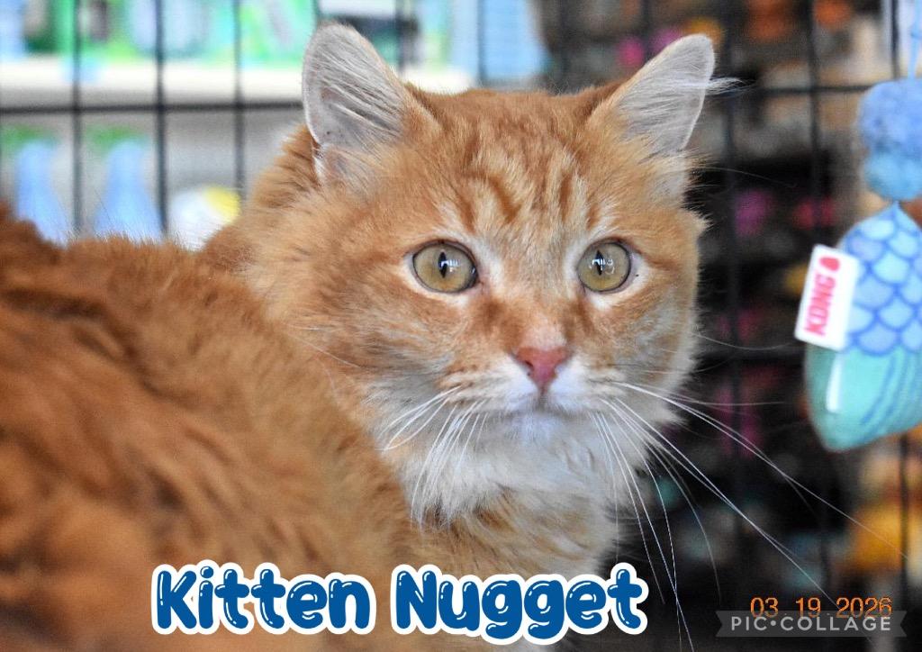 Enlarge Kitten Nugget, a Adoptable mixed breed in Fort Oglethorpe, GA image 4/6