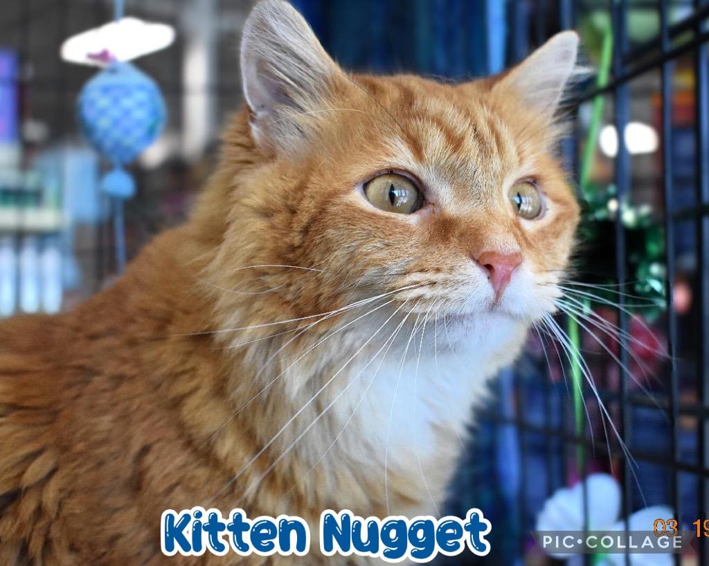 Enlarge Kitten Nugget, a Adoptable mixed breed in Fort Oglethorpe, GA image 5/6
