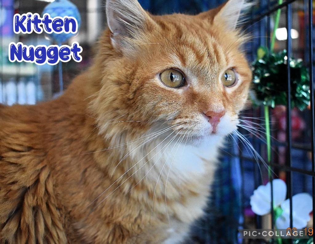 Enlarge Kitten Nugget, a Adoptable mixed breed in Fort Oglethorpe, GA image 6/6