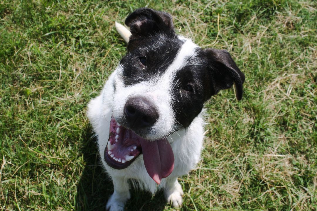 Maribel (Rescue), a Adoptable Wire Fox Terrier in Springfield, MO image 5/9