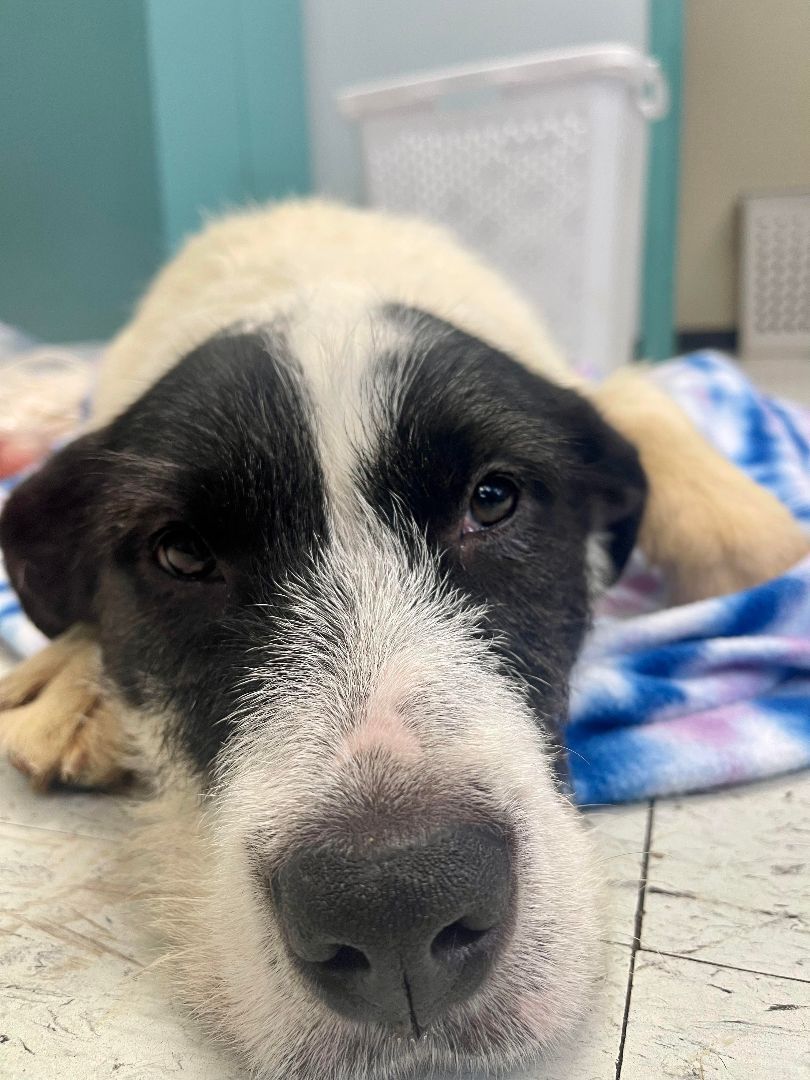 Maribel (Rescue), a Adoptable Wire Fox Terrier in Springfield, MO image 6/9