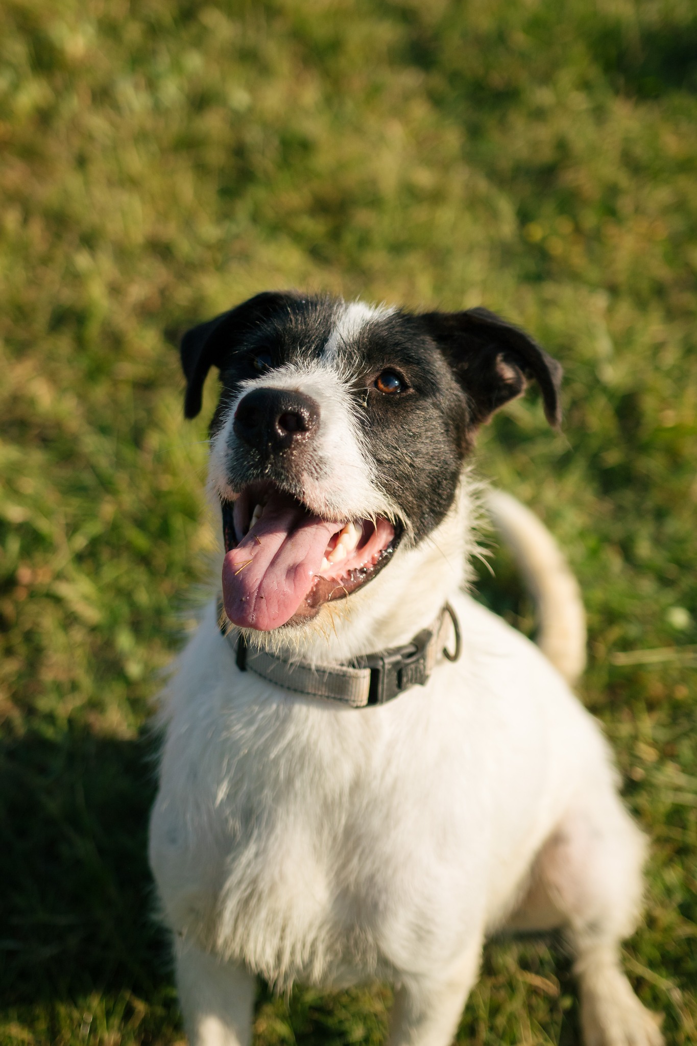 Enlarge Maribel (Rescue), a Adoptable Wire Fox Terrier in Springfield, MO image 7/9
