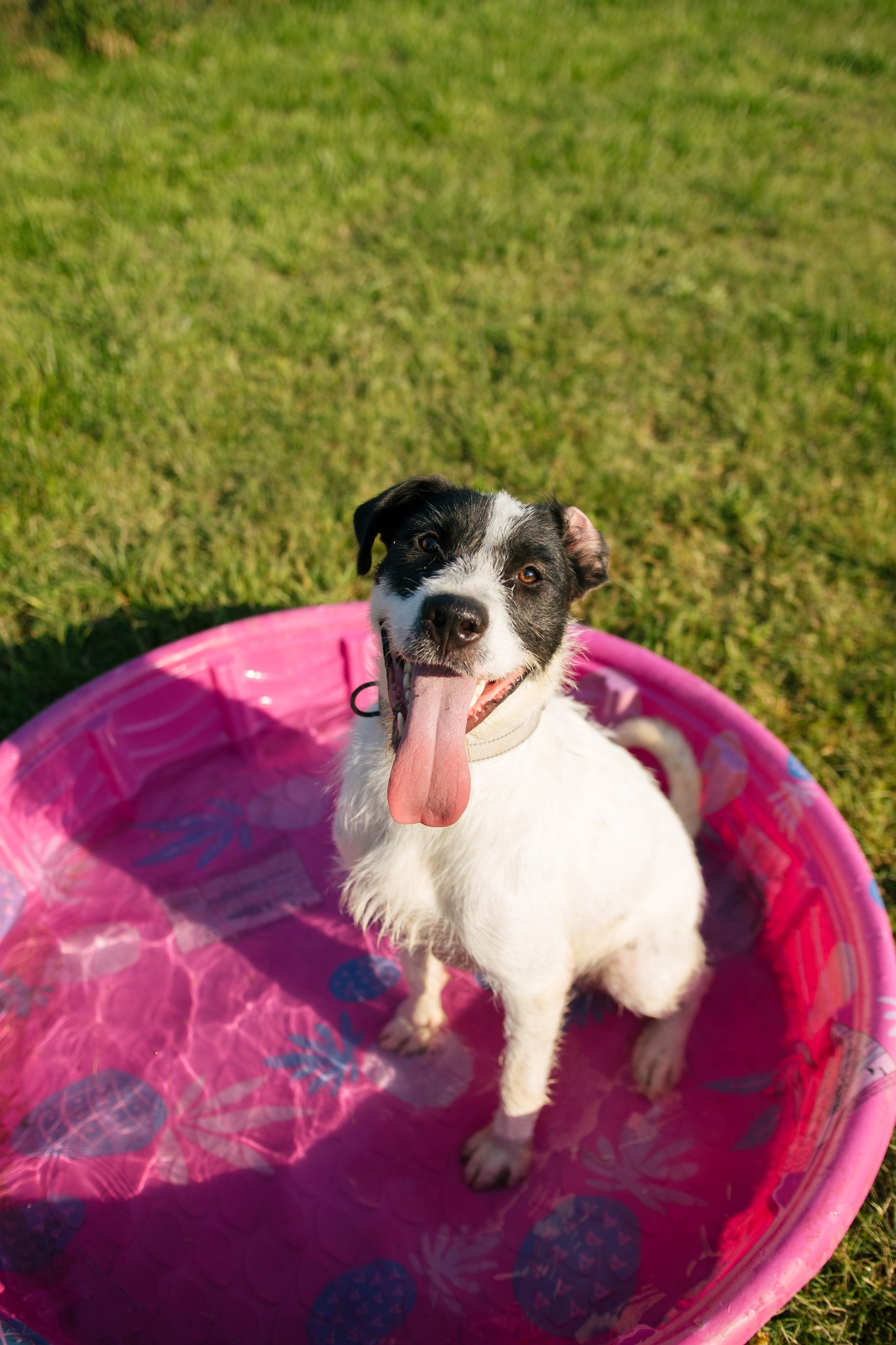 Enlarge Maribel (Rescue), a Adoptable Wire Fox Terrier in Springfield, MO image 8/9