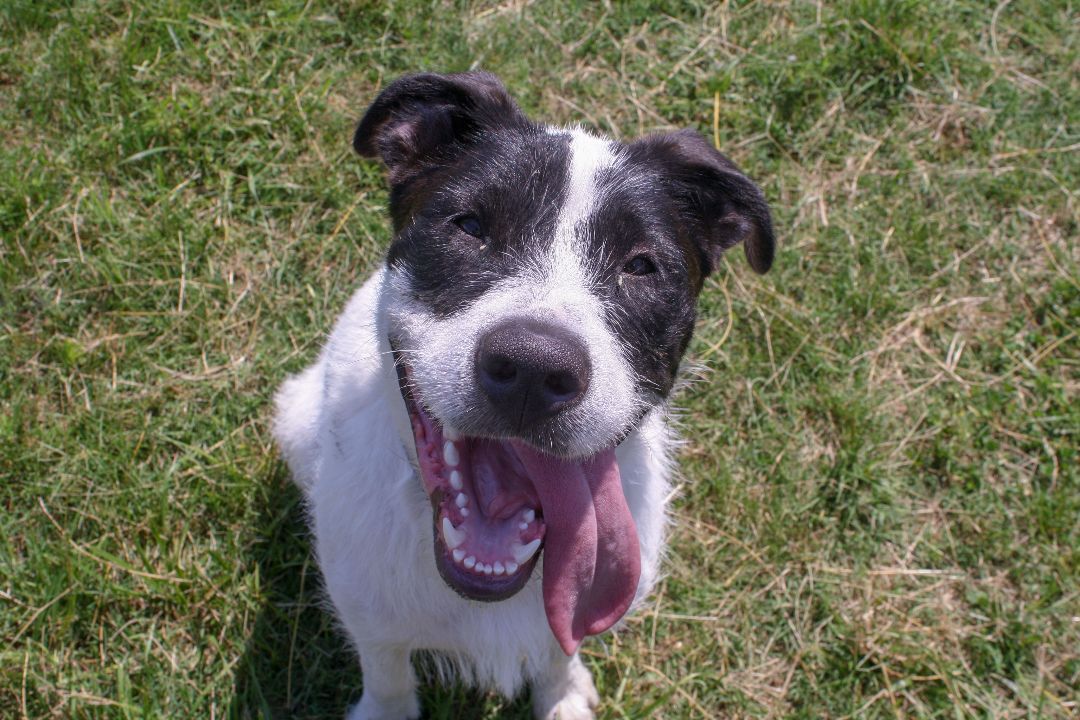 Maribel (Rescue), Adoptable, Adult Female Wire Fox Terrier.