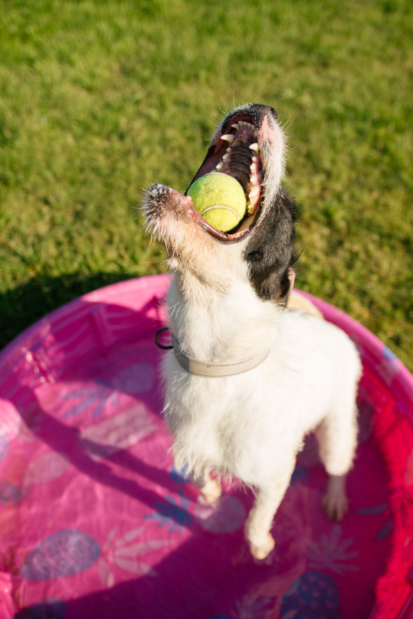 Enlarge Maribel (Rescue), a Adoptable Wire Fox Terrier in Springfield, MO image 9/9
