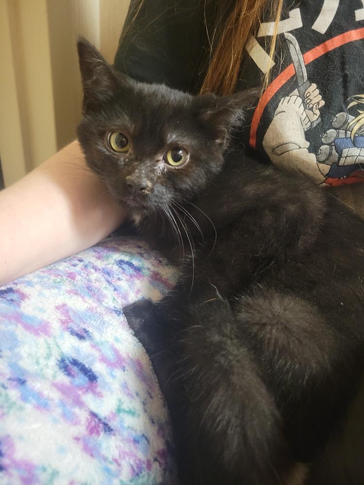Onyx, Adoptable, Kitten Male Domestic Medium Hair.