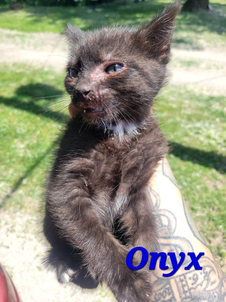 Enlarge Onyx, a Adoptable Domestic Medium Hair in Lorain, OH image 2/2