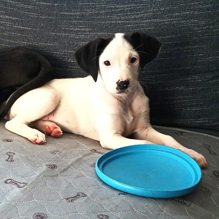 Enlarge Samantha, a Adoptable mixed breed in Chantilly, VA image 1/6