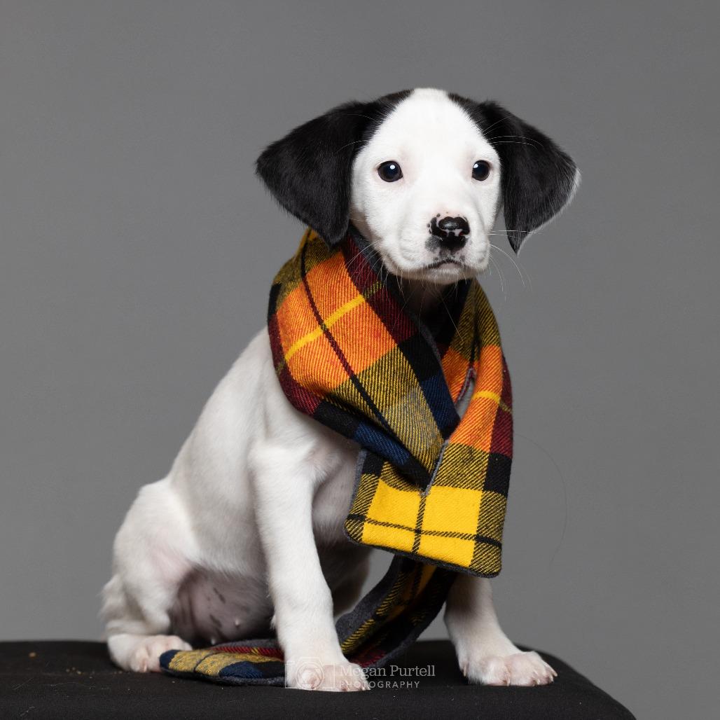 Enlarge Samantha, a Adoptable mixed breed in Chantilly, VA image 2/6