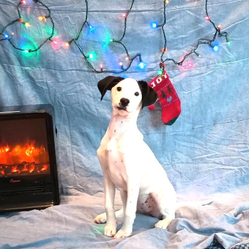 Enlarge Samantha, a Adoptable mixed breed in Chantilly, VA image 4/6