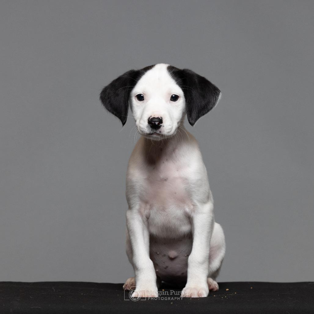 Enlarge Samantha, a Adoptable mixed breed in Chantilly, VA image 5/6