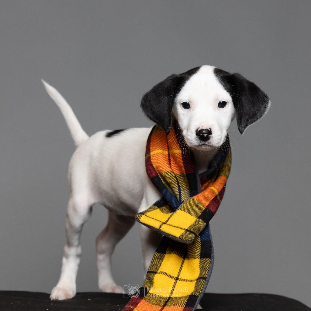 Enlarge Samantha, a Adoptable mixed breed in Chantilly, VA image 6/6