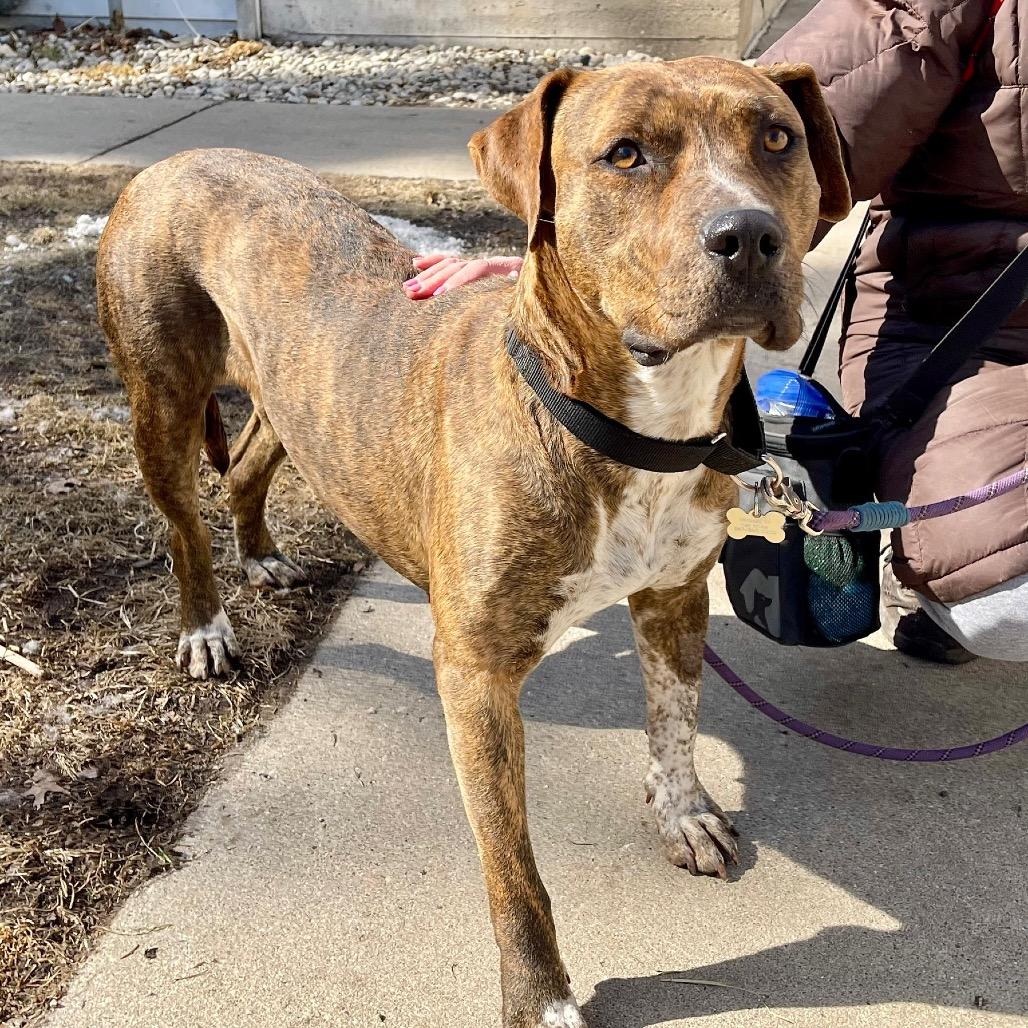 Cookie — thumbnail 2