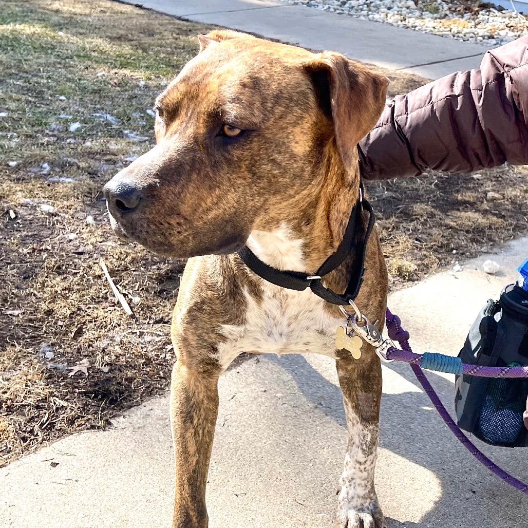 Cookie — thumbnail 3