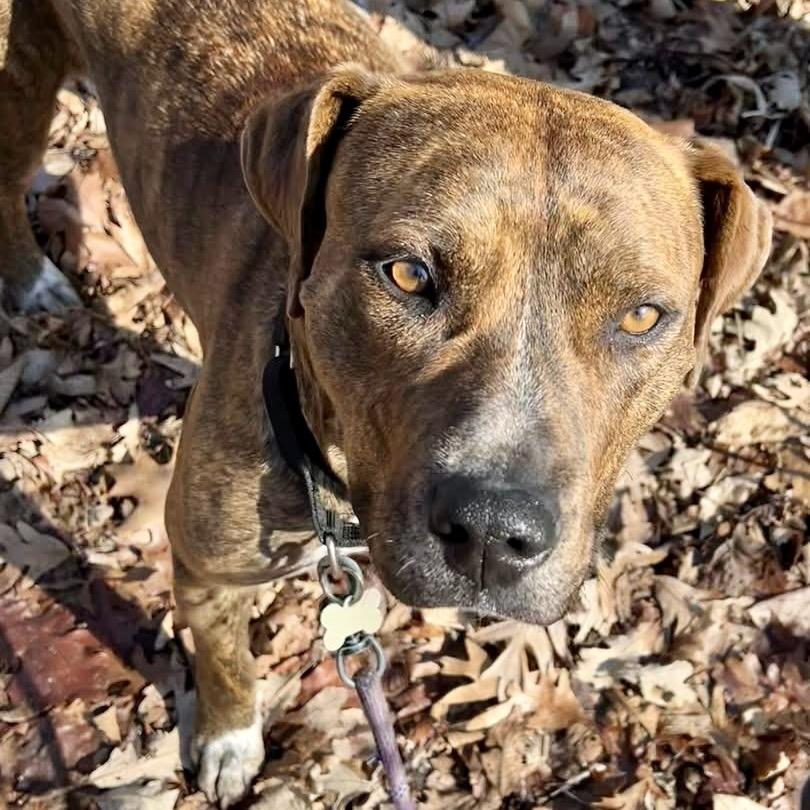 Cookie — thumbnail 6