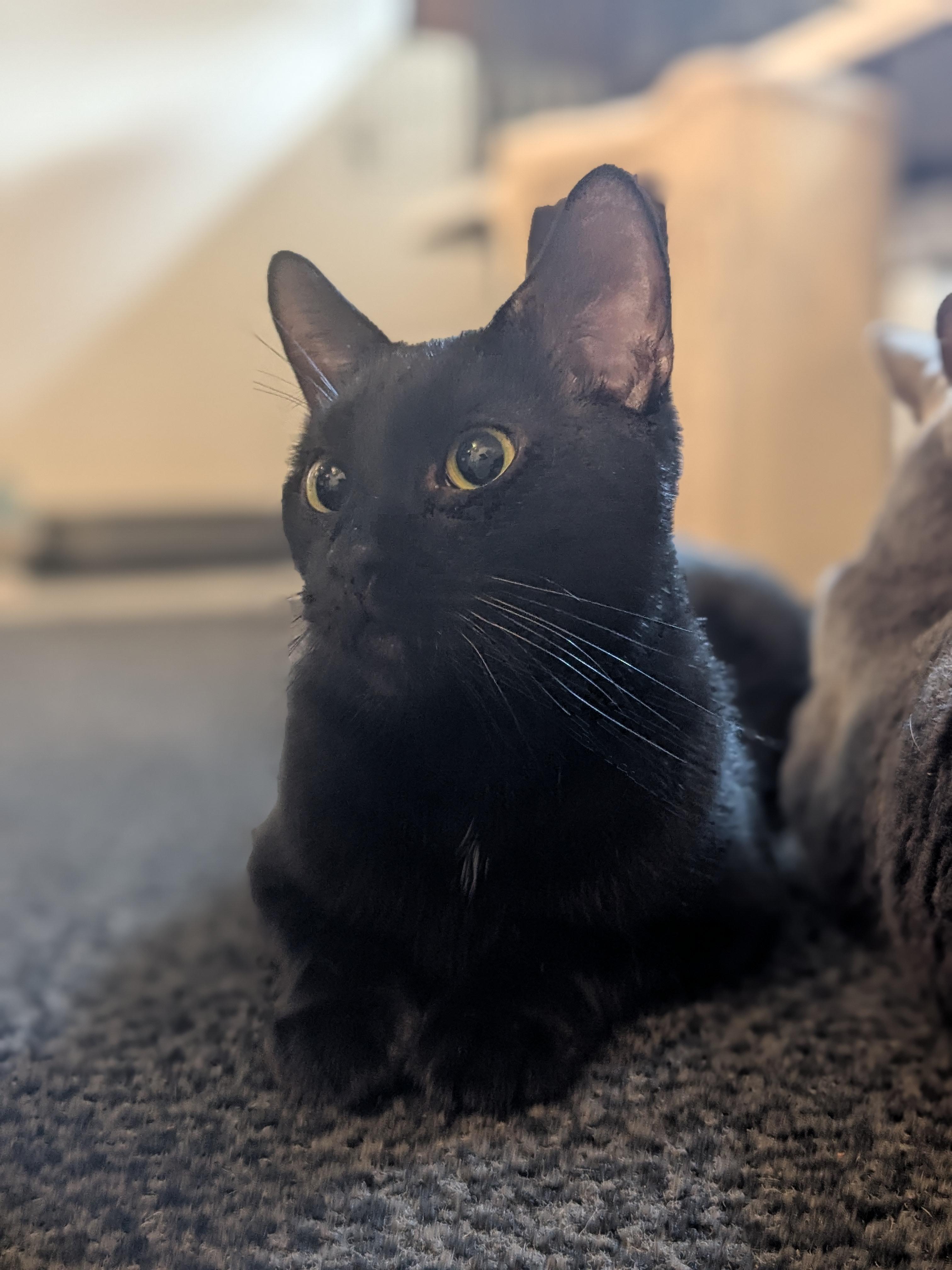 Kiki photo 3