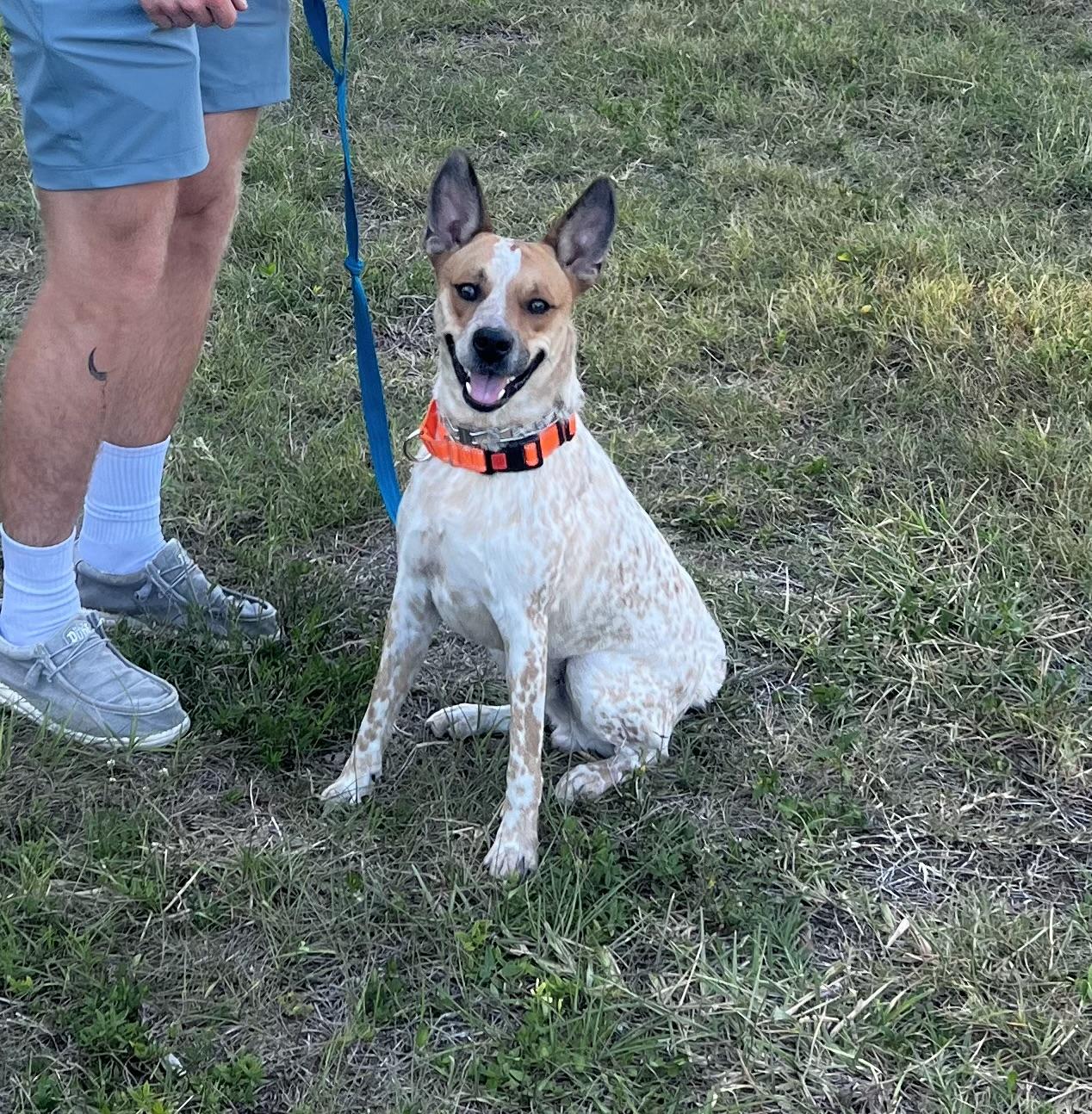 Bo, Adoptable, Adult Male Australian Cattle Dog / Blue Heeler.